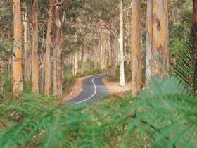 Boranup Forest