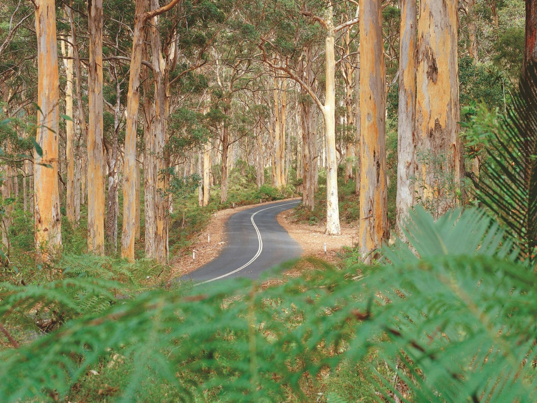 Boranup Karri Forest