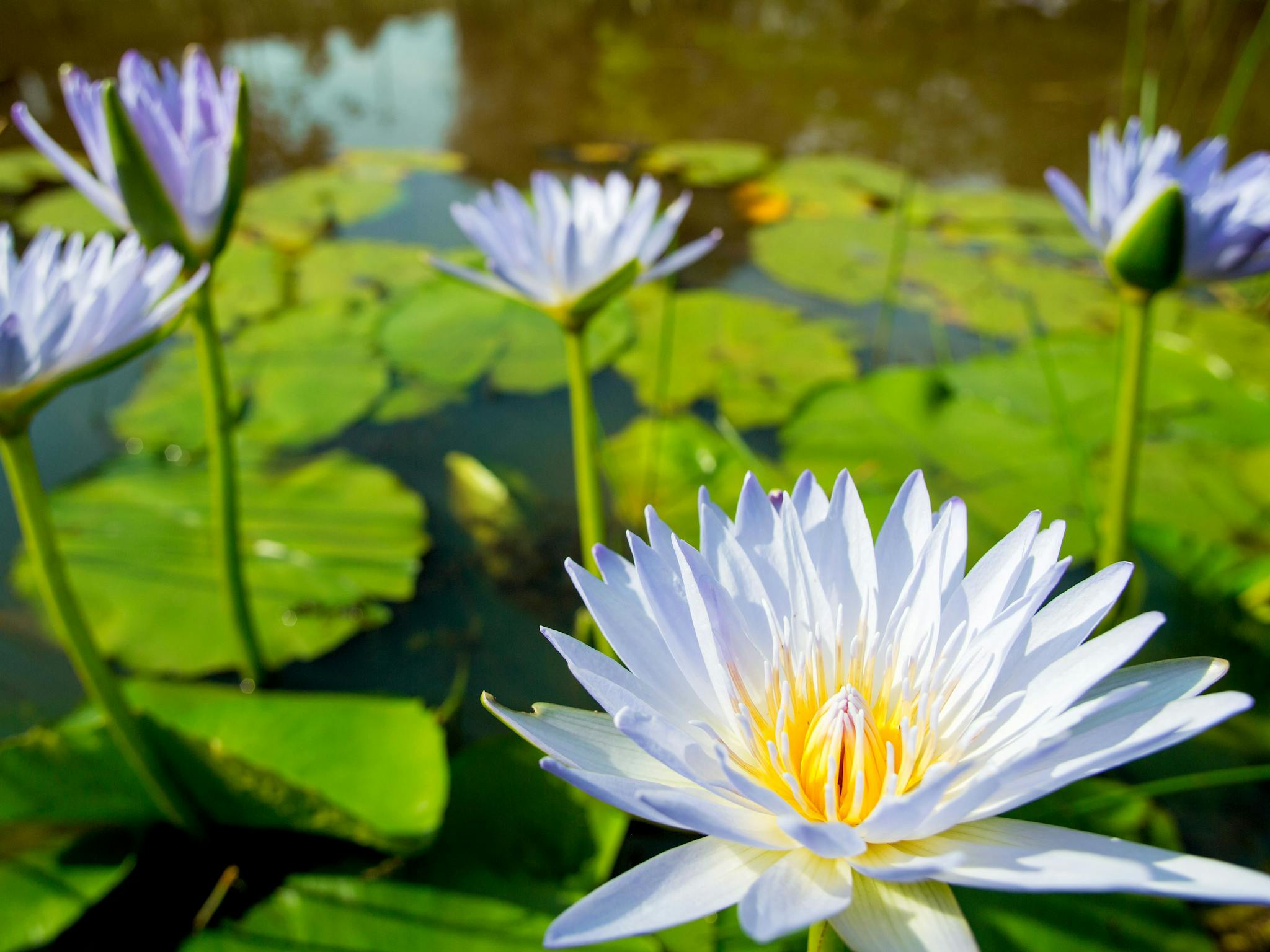 Lilypad Luxury Cabins