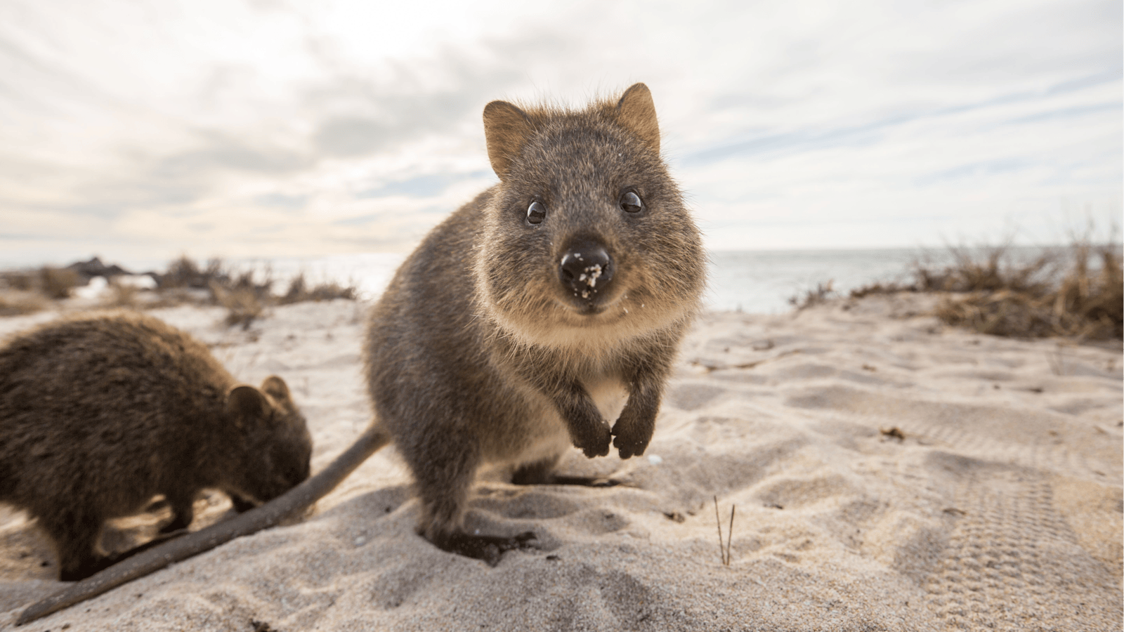 Rottnest Fast Ferries, Hillarys, Western Australia