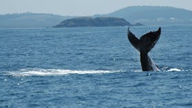 Whale Watch Experience