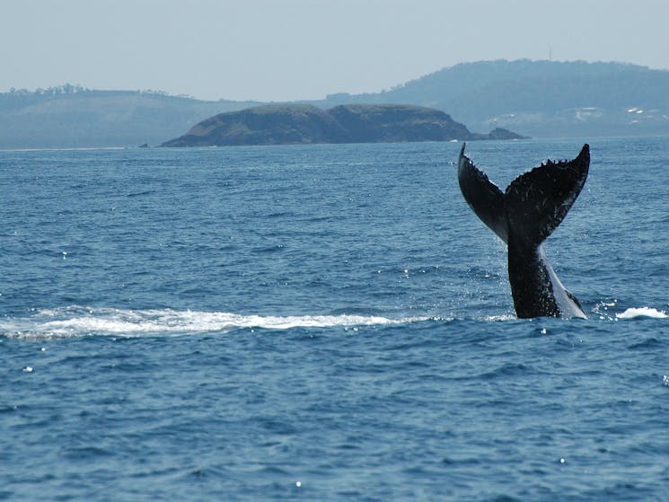 Whale Watch Experience