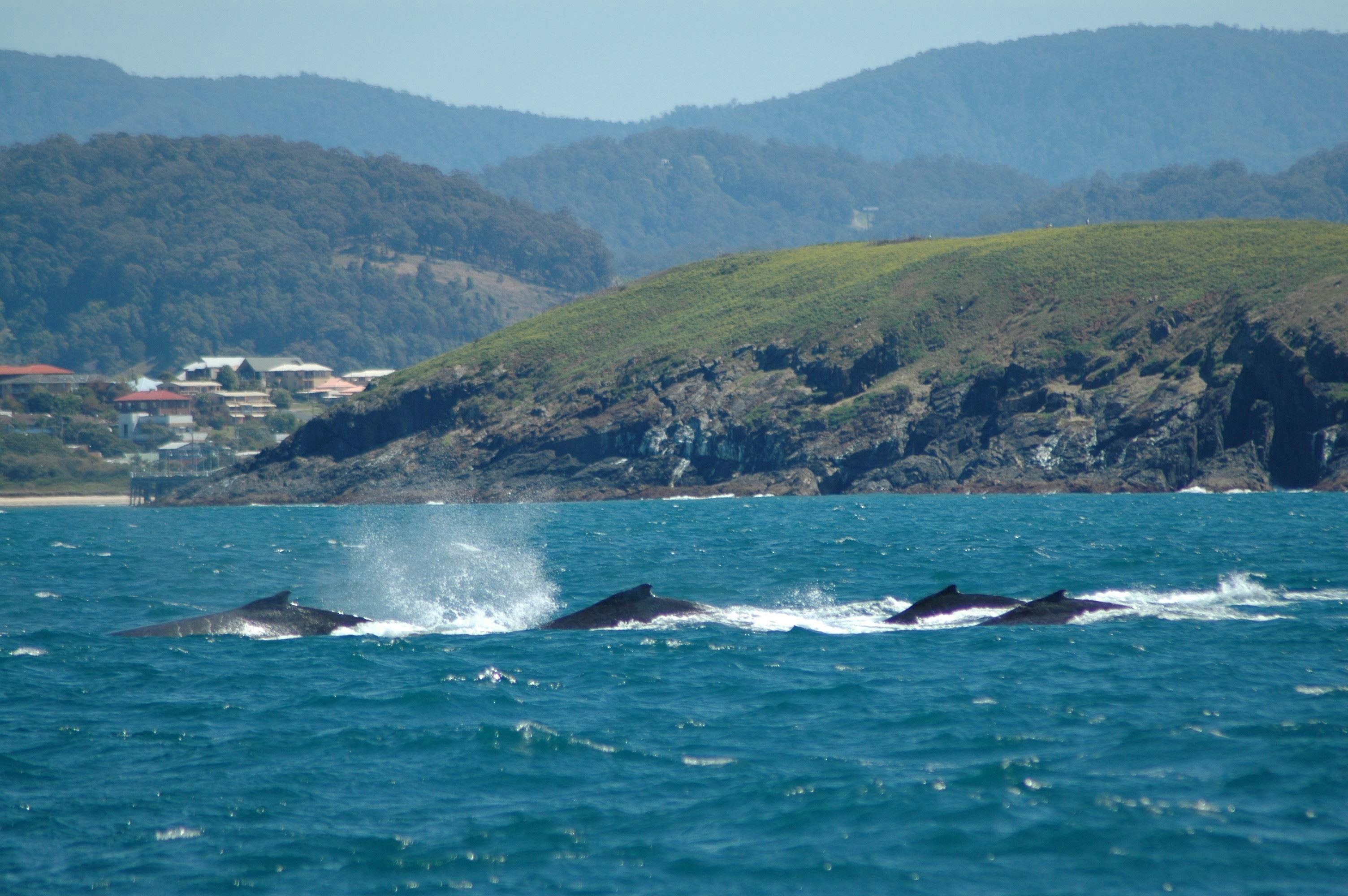 Whale Watch Experience