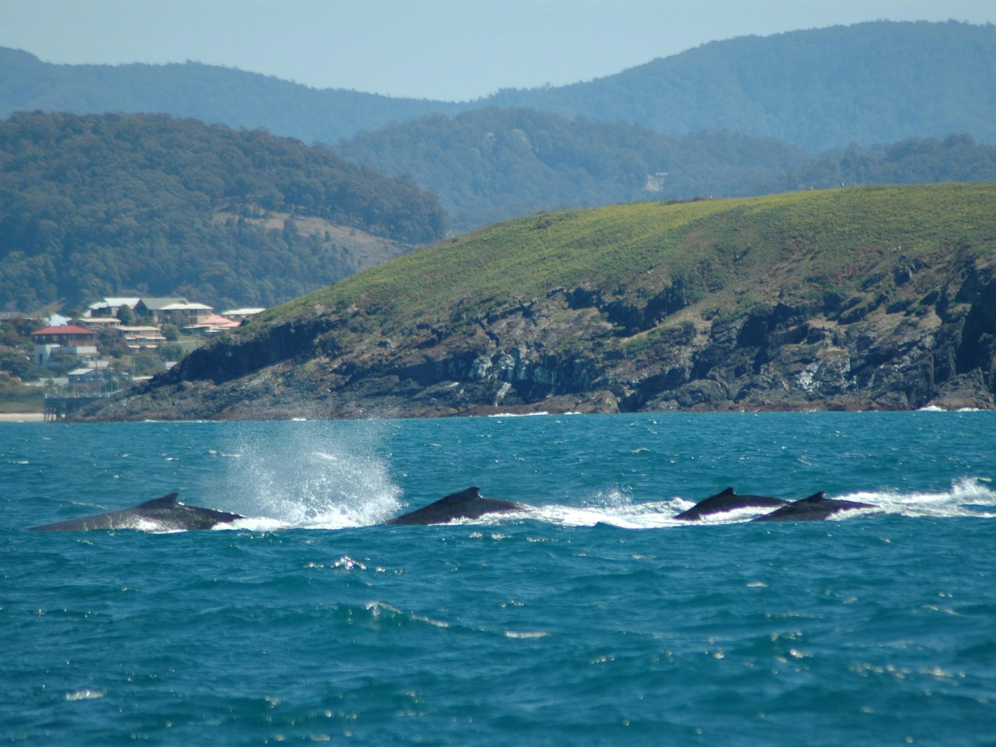 Whale Watch Experience