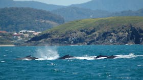 Whale Watch Experience