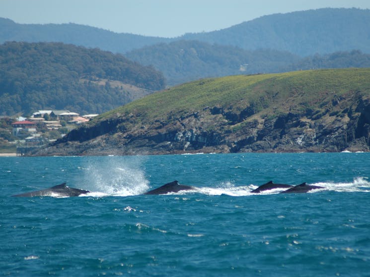Whale Watch Experience