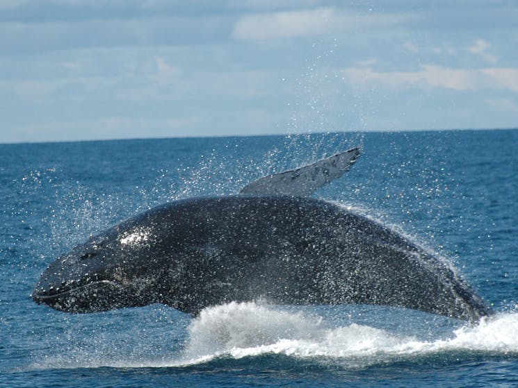 Whale Watch Experience