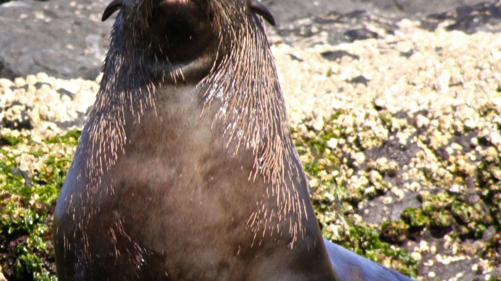 Montague Island Narooma Tours