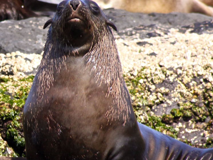 Montague Island Narooma Tours