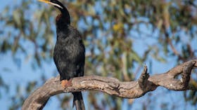 Greenough River Nature Trail, Greenough, Western Australia