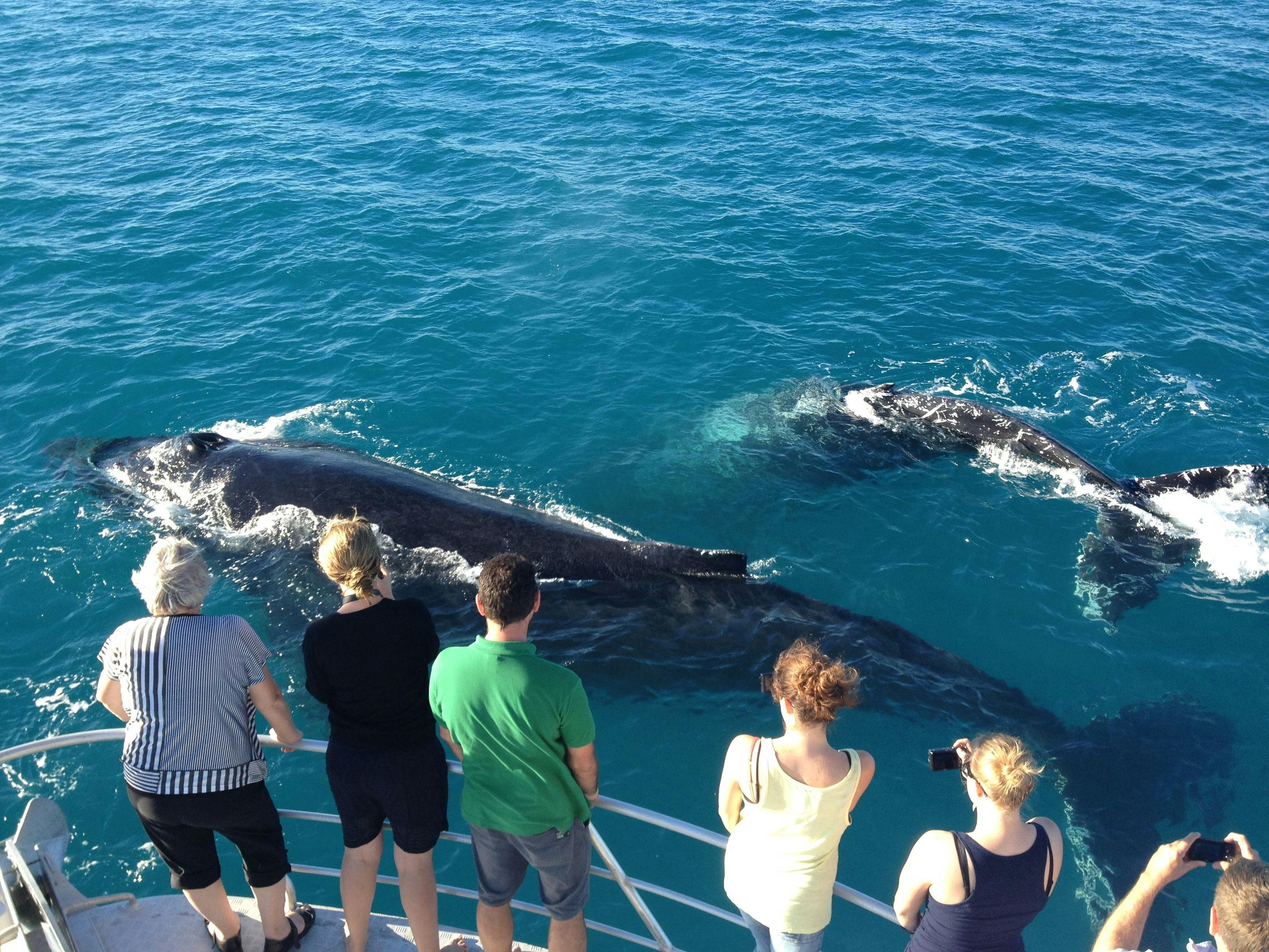 Humpback whale and calf, onboard Absolute Ocean Charters