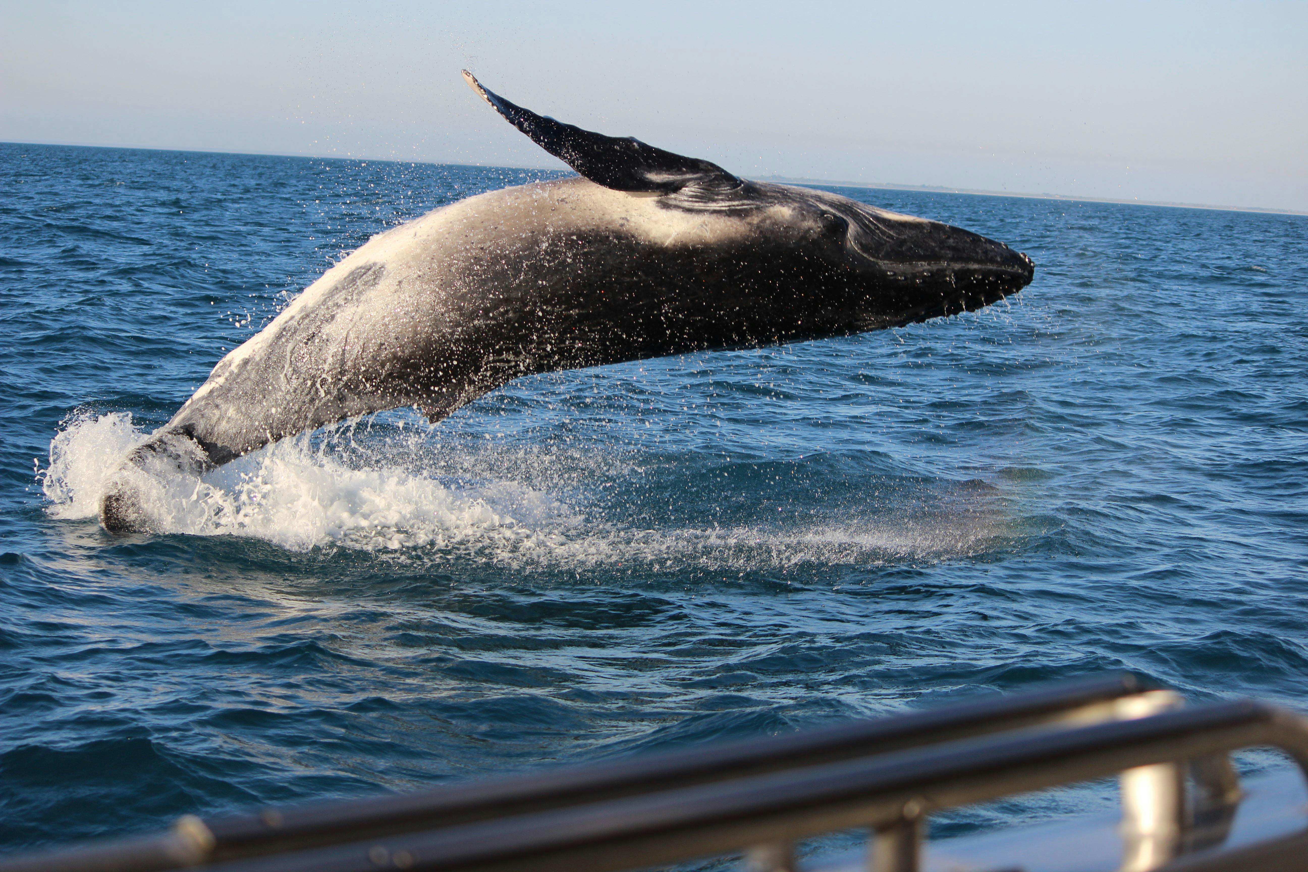 Humpback whale calf breaching, Absolute Ocean Charters