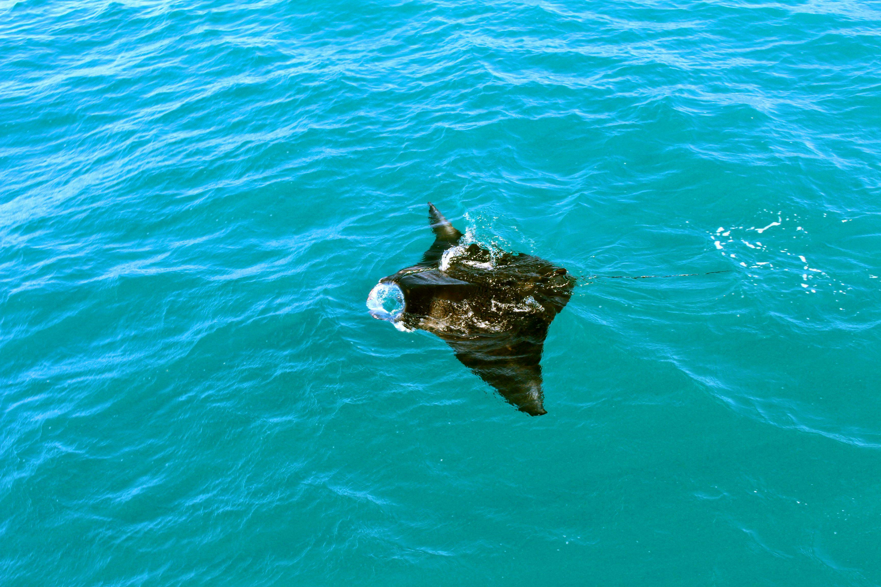 Manta Ray captured on Eco Cruise with Absolute Ocean Charters