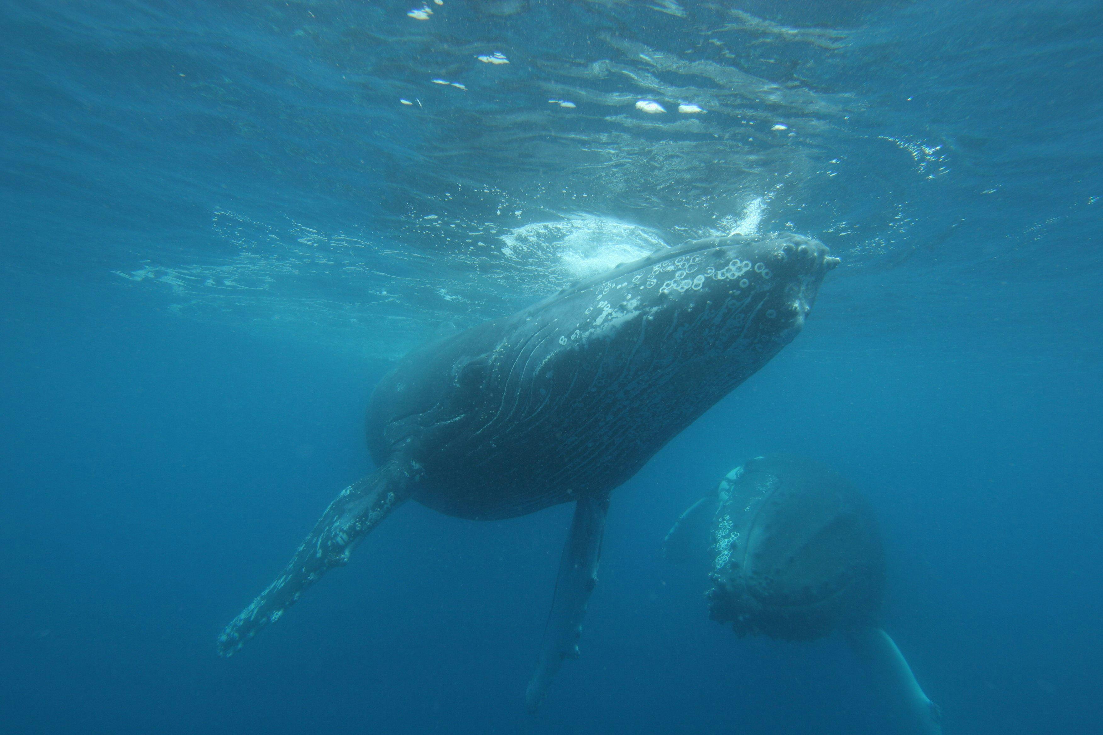 Underwater Camera View