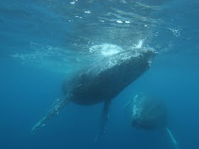 Whale Watch Western Australia, Fremantle, Western Australia