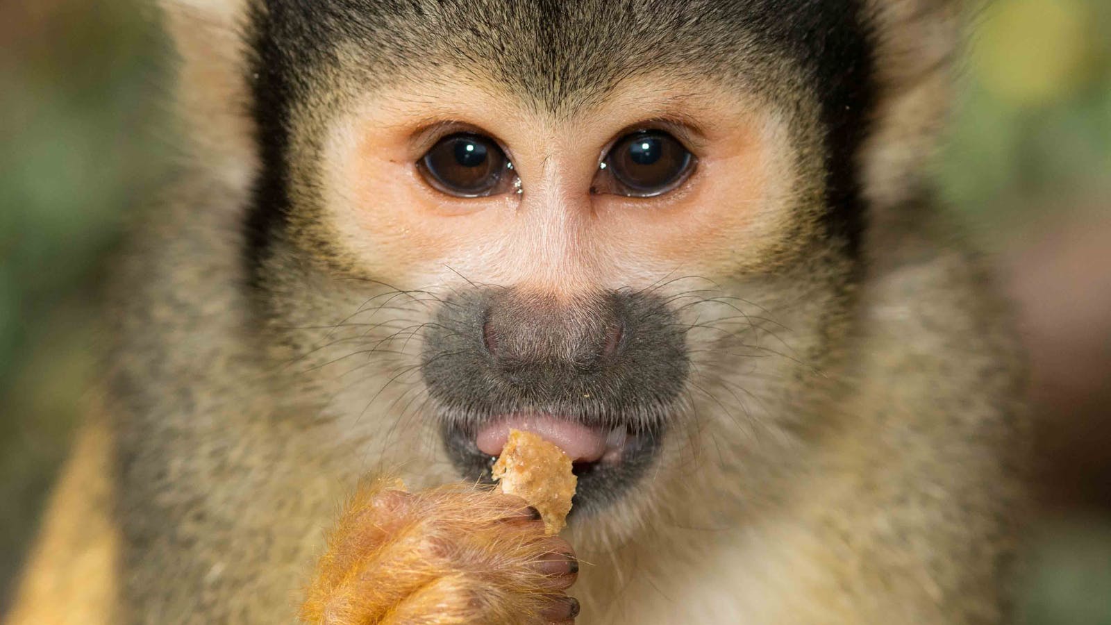 Mogo Wildlife Park