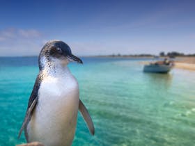 Rockingham Wild Encounters - Penguin Island Ferry and Cruises, Rockingham, Western Australia