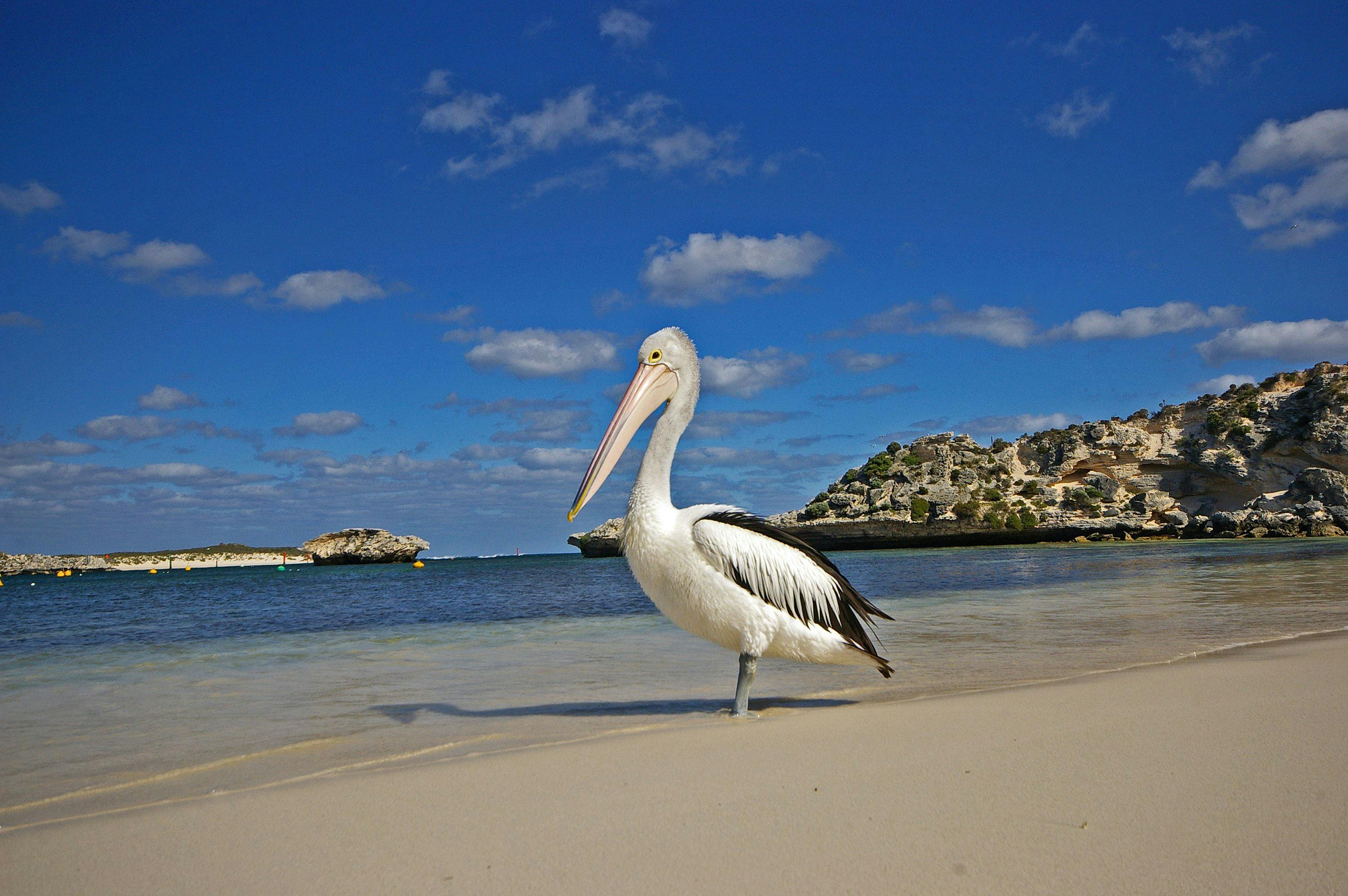 Rockingham Wild Encounters, Rockingham Beach, Western Australia