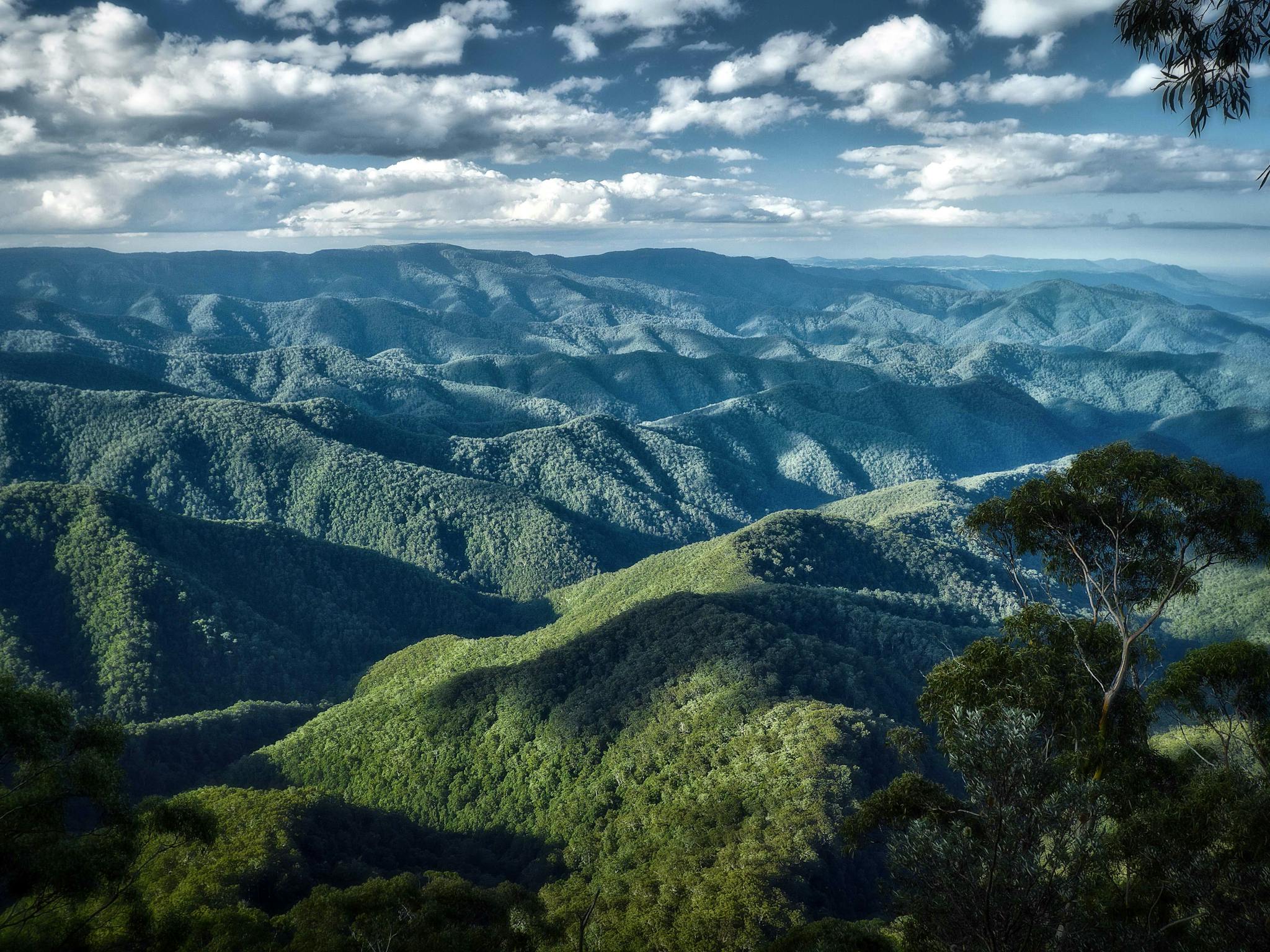 Dorrigo