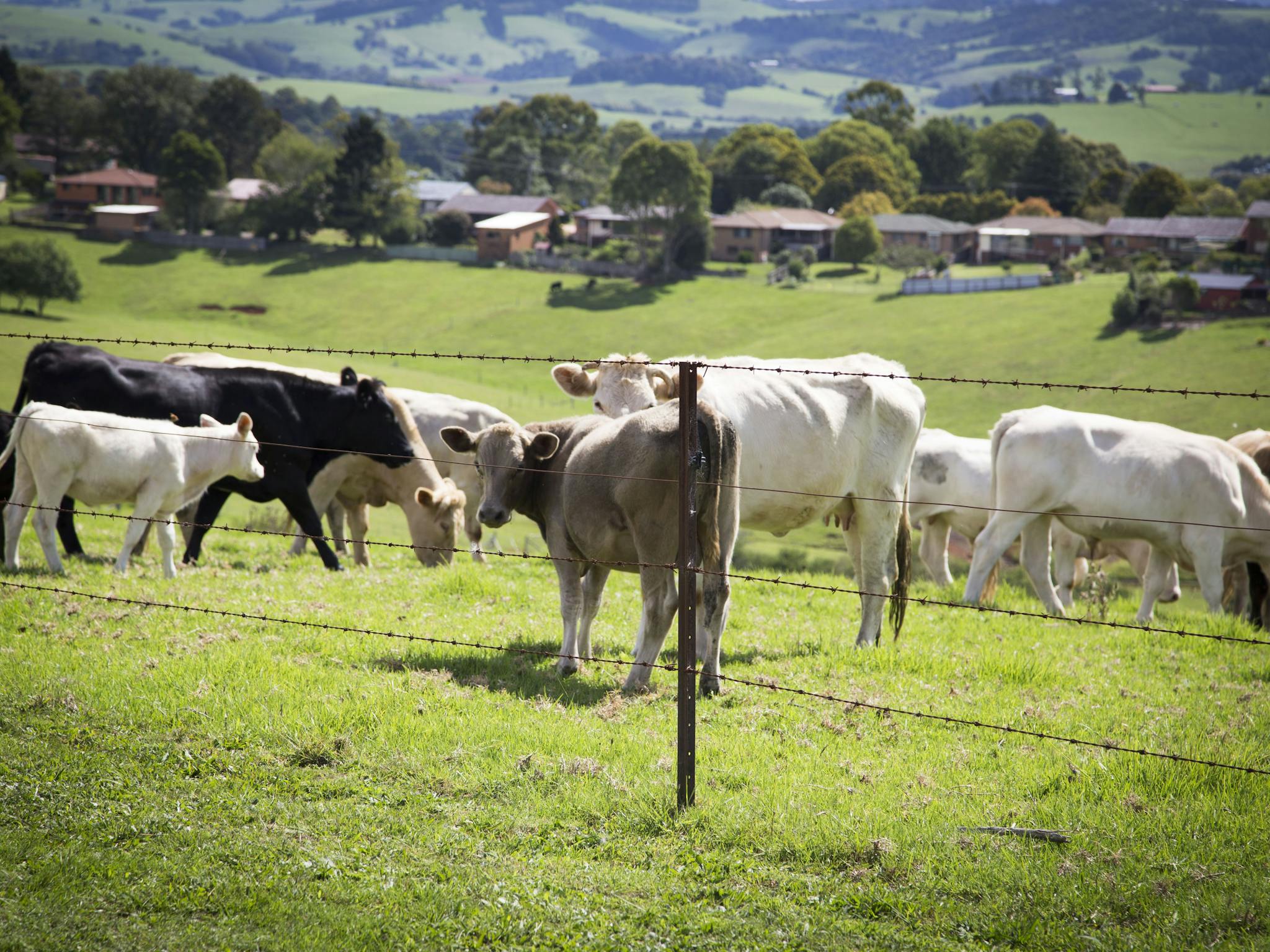 Dorrigo