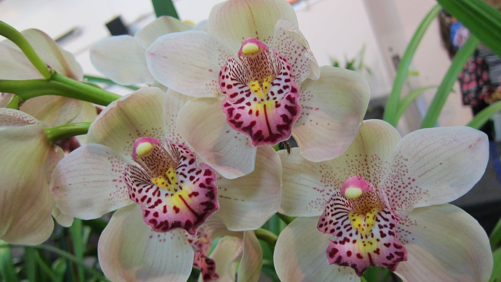 Sapphire Coast Orchid Club Winter Orchid Show