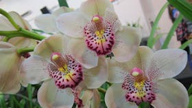 Sapphire Coast Orchid 