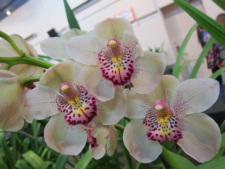 Sapphire Coast Orchid 