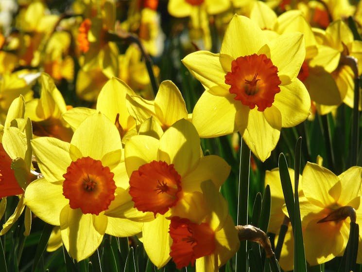 Daffodils At Rydal Nsw Holidays Amp Accommodation Things