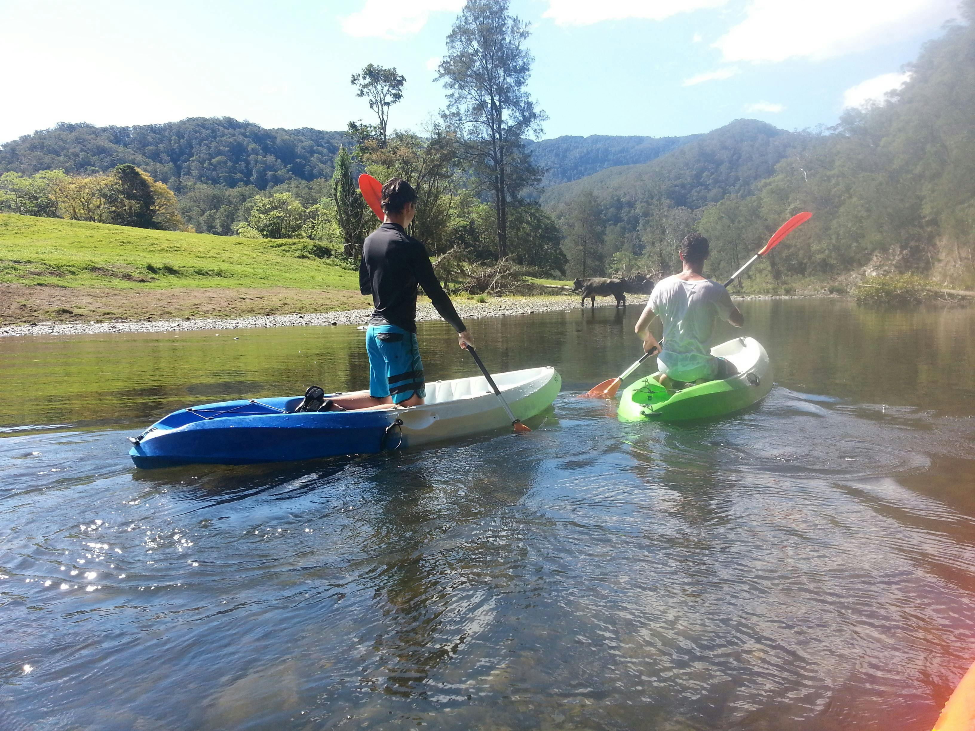 Cows on riverbank on Upper Bellingen River with C-Change Adventures