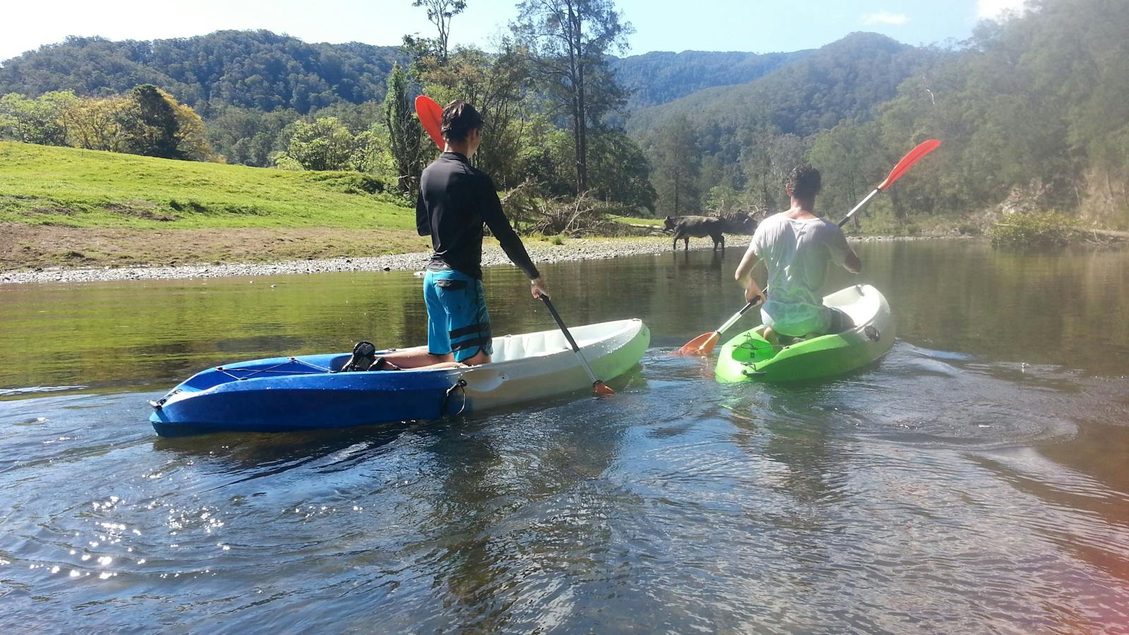 Cows on riverbank on Upper Bellingen River with C-Change Adventures