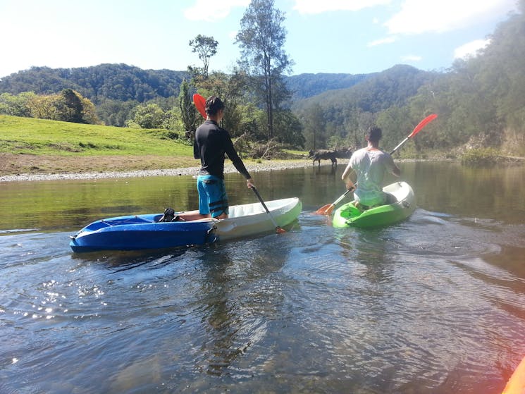 Cows on riverbank on Upper Bellingen River with C-Change Adventures