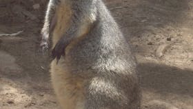 Come close and pet Australian animals!