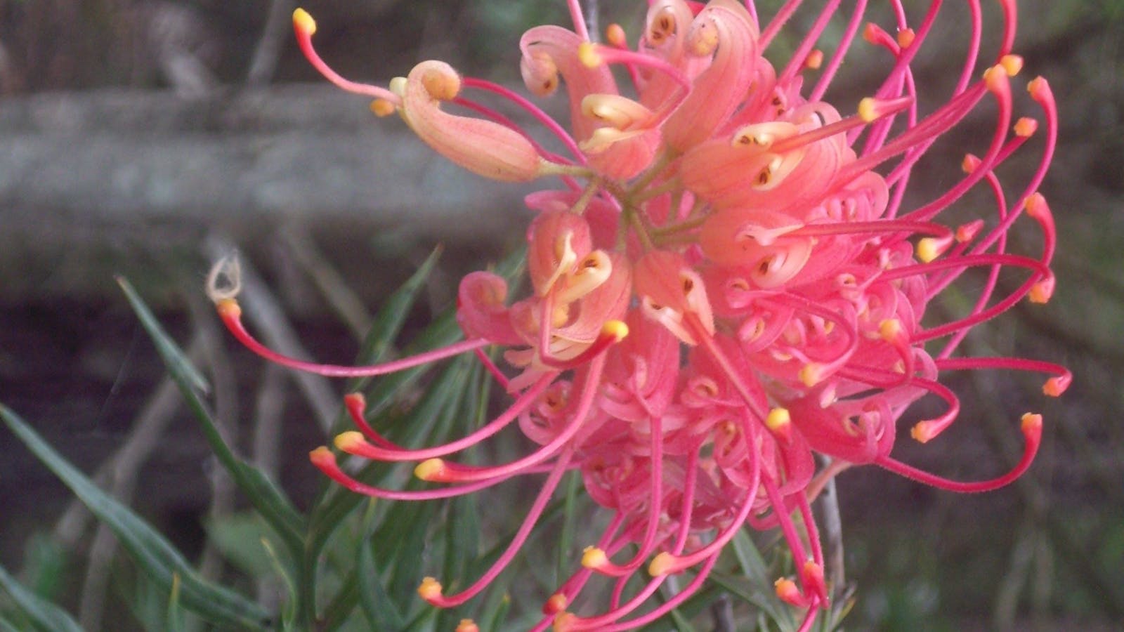 Grevillea