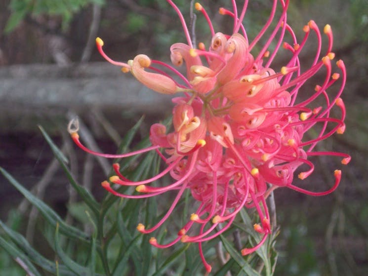 Grevillea