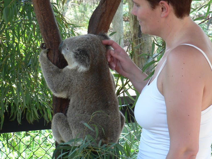 Pet a koala!