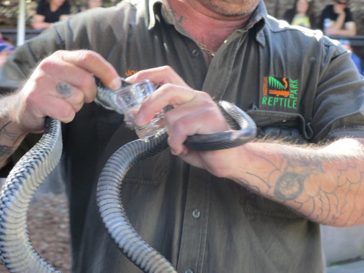 Venom extraction - demonstration.