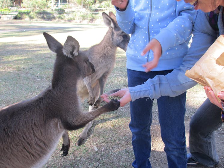 Feeding the roos.