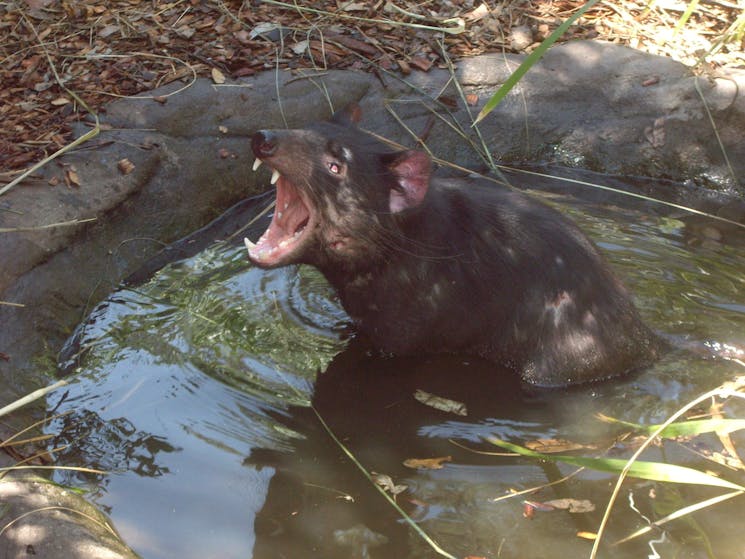 The Tasmanian Devil : The Devils Ark.