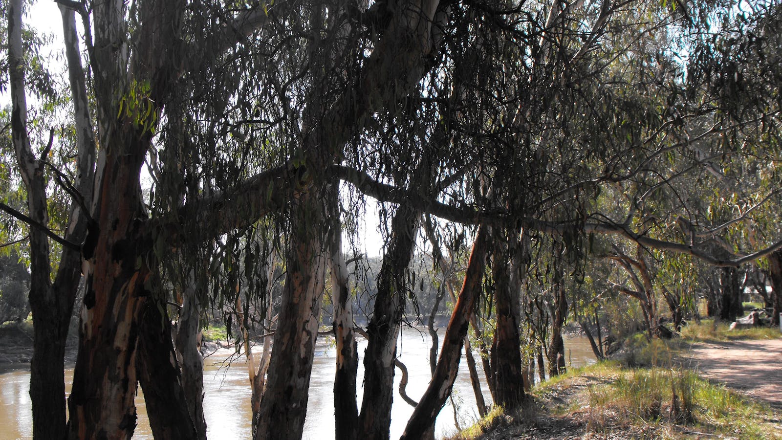 MIA Forest Drive Narrandera