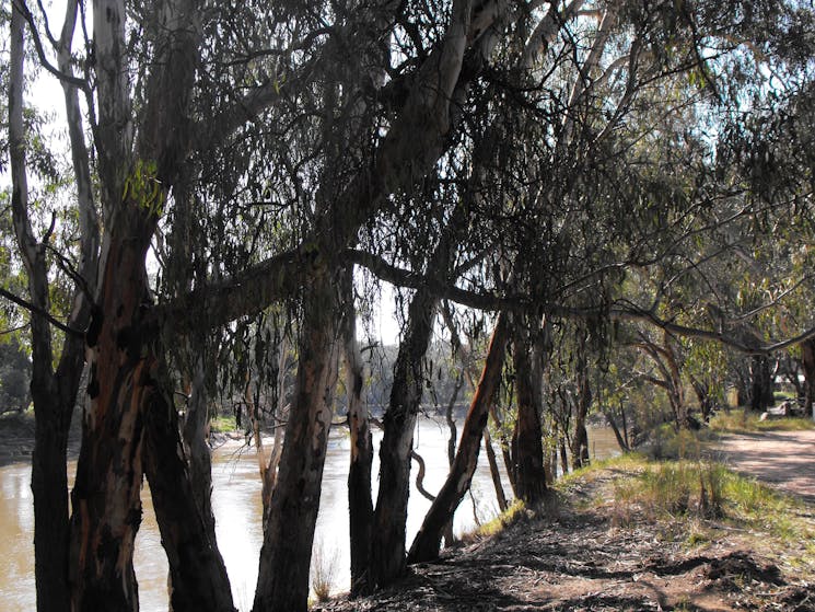 Mia Forest Drives Narrandera