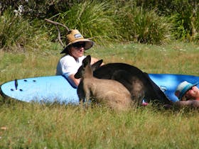 Relaxing with kangaroos at the beach Relaxing with kangaroos at the beach
