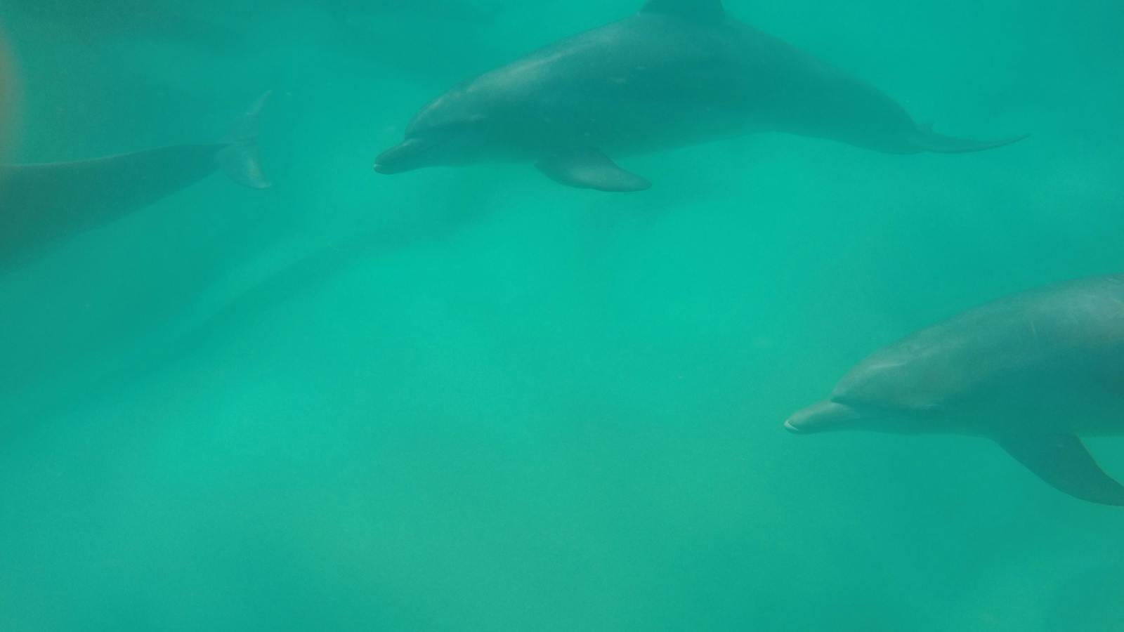 Cape Byron Kayaks