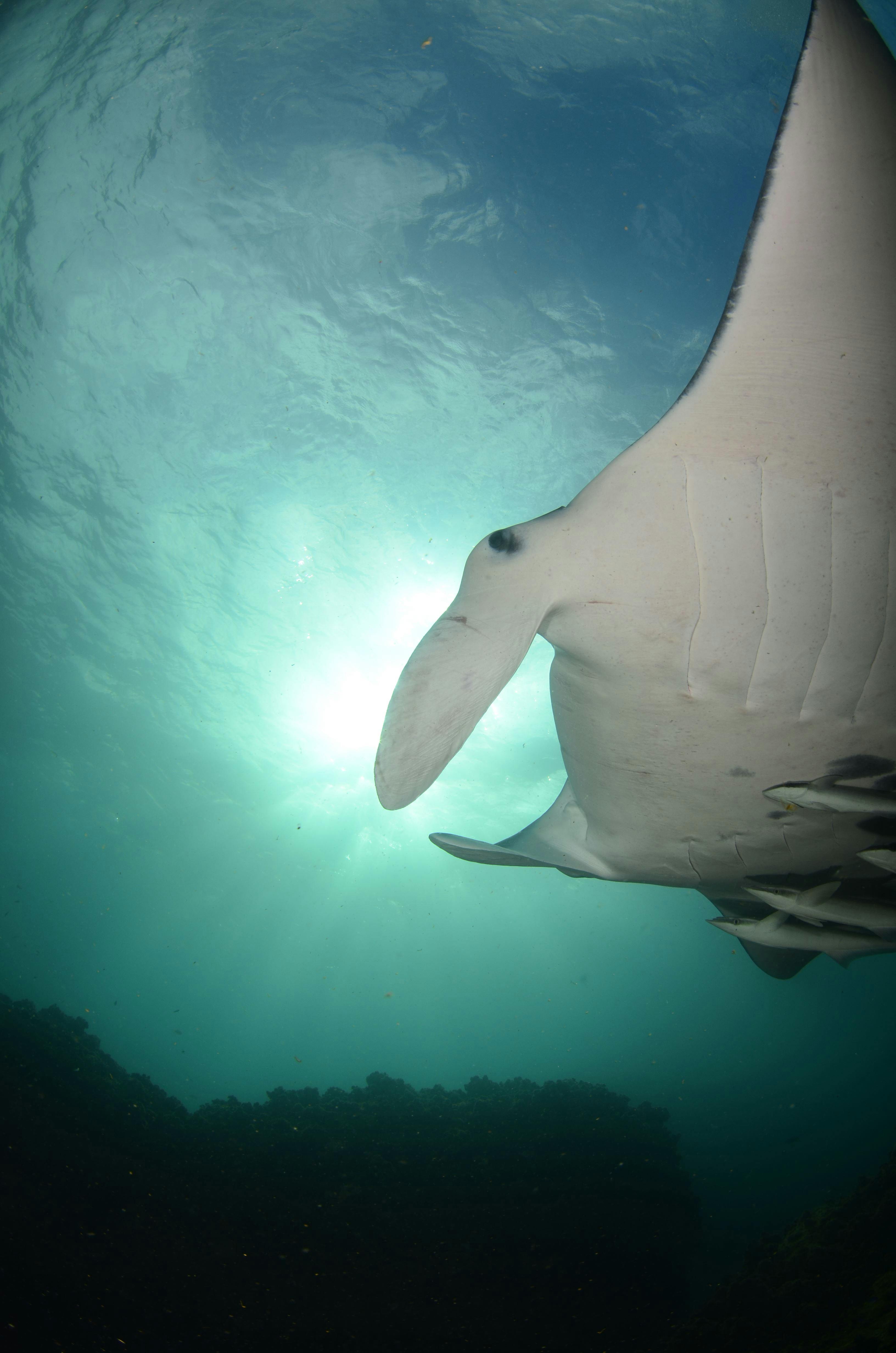 선다이브 바이런 베이