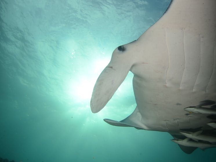 Sundive Byron Bay