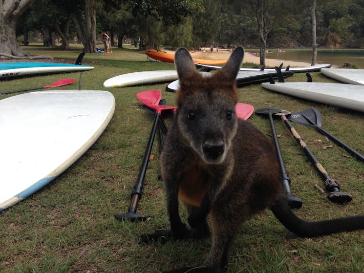 Swamp Wallaby, Basin Campground EcoTreasures