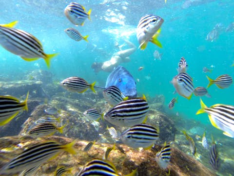 2.5 hour Manly Snorkel Walk and Talk Tour