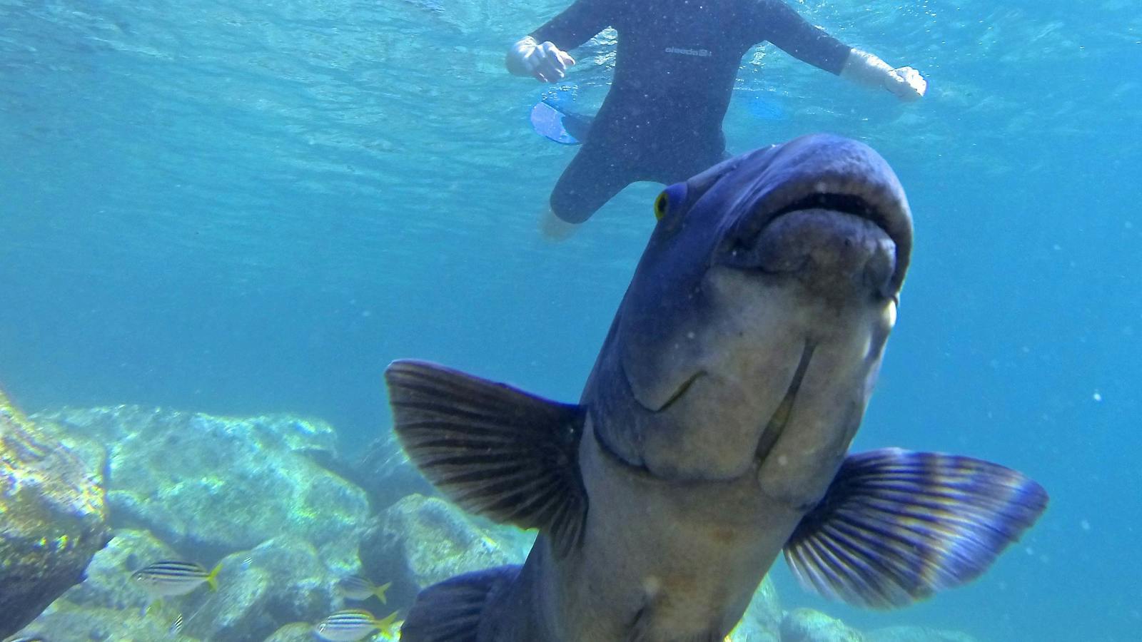 Sydney Snorkel Tour Ecotreasures