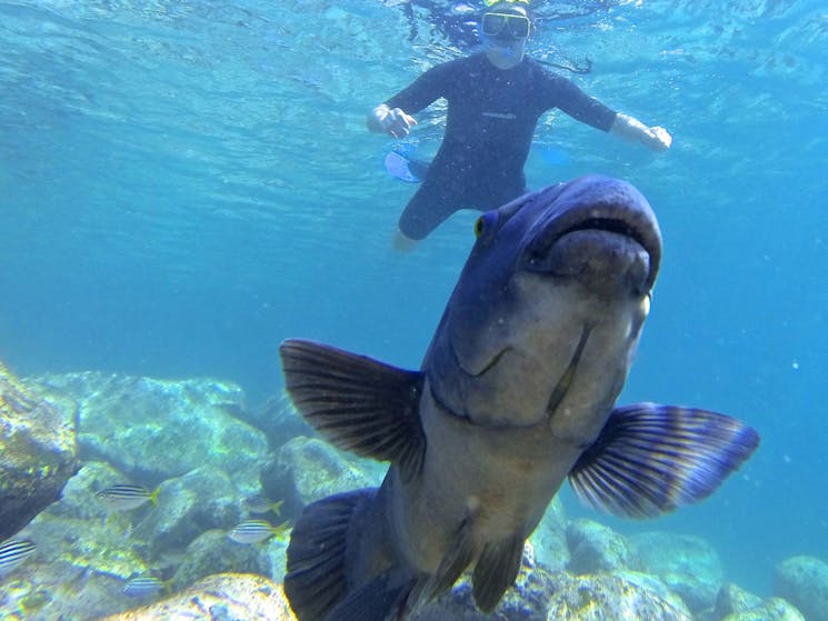 Sydney Snorkel Tour Ecotreasures