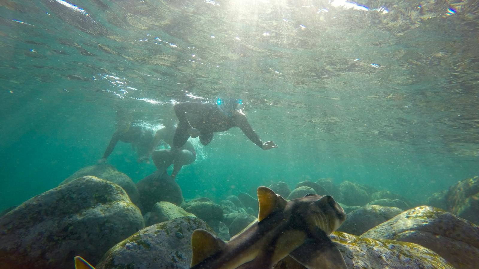 Sydney Snorkeling Tour