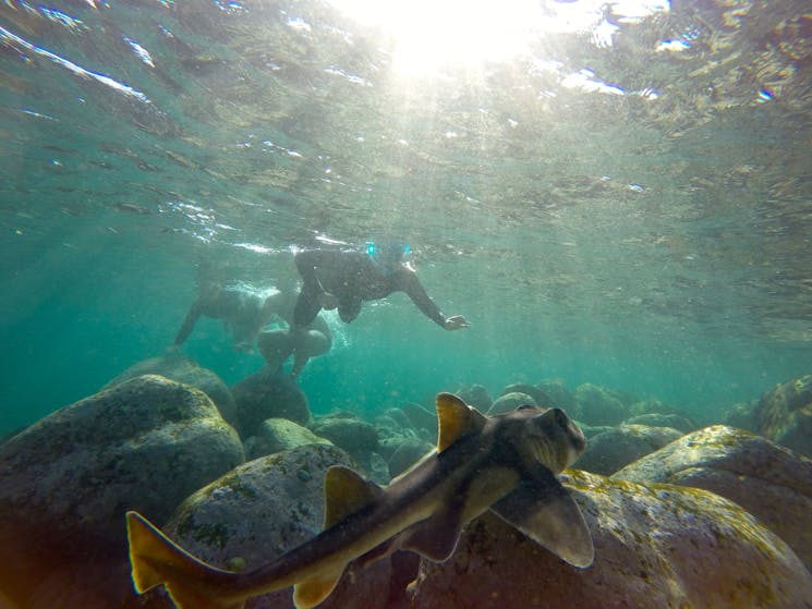 Sydney Snorkeling Tour